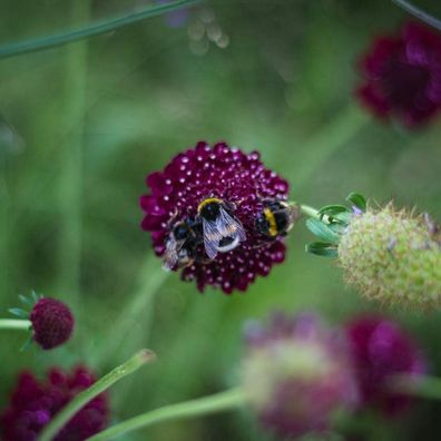 abeille fleur violette jardin