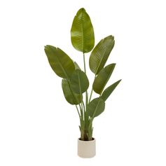 Bananier LORA vert en pot H 140cm