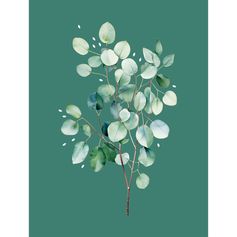 Affiche déco branche d'eucalyptus 30x40cm