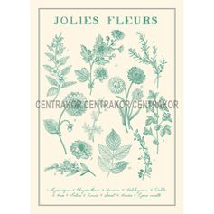 Affiche déco Herbier jolies fleurs 21x29.7cm