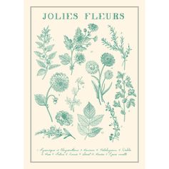Affiche déco Herbier jolies fleurs 21x29.7cm