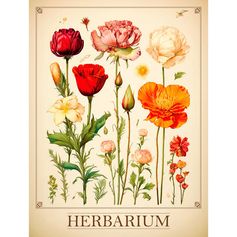 Affiche déco herbier vintage 30x40cm