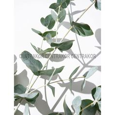 Affiche déco myrtacée 30x40cm