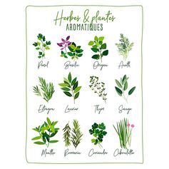 Affiche déco plantes aromatiques 30x40cm