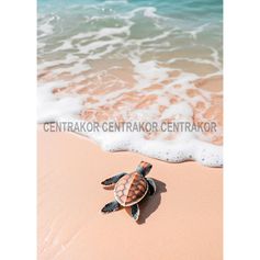 Affiche déco tortue 21x29.7cm