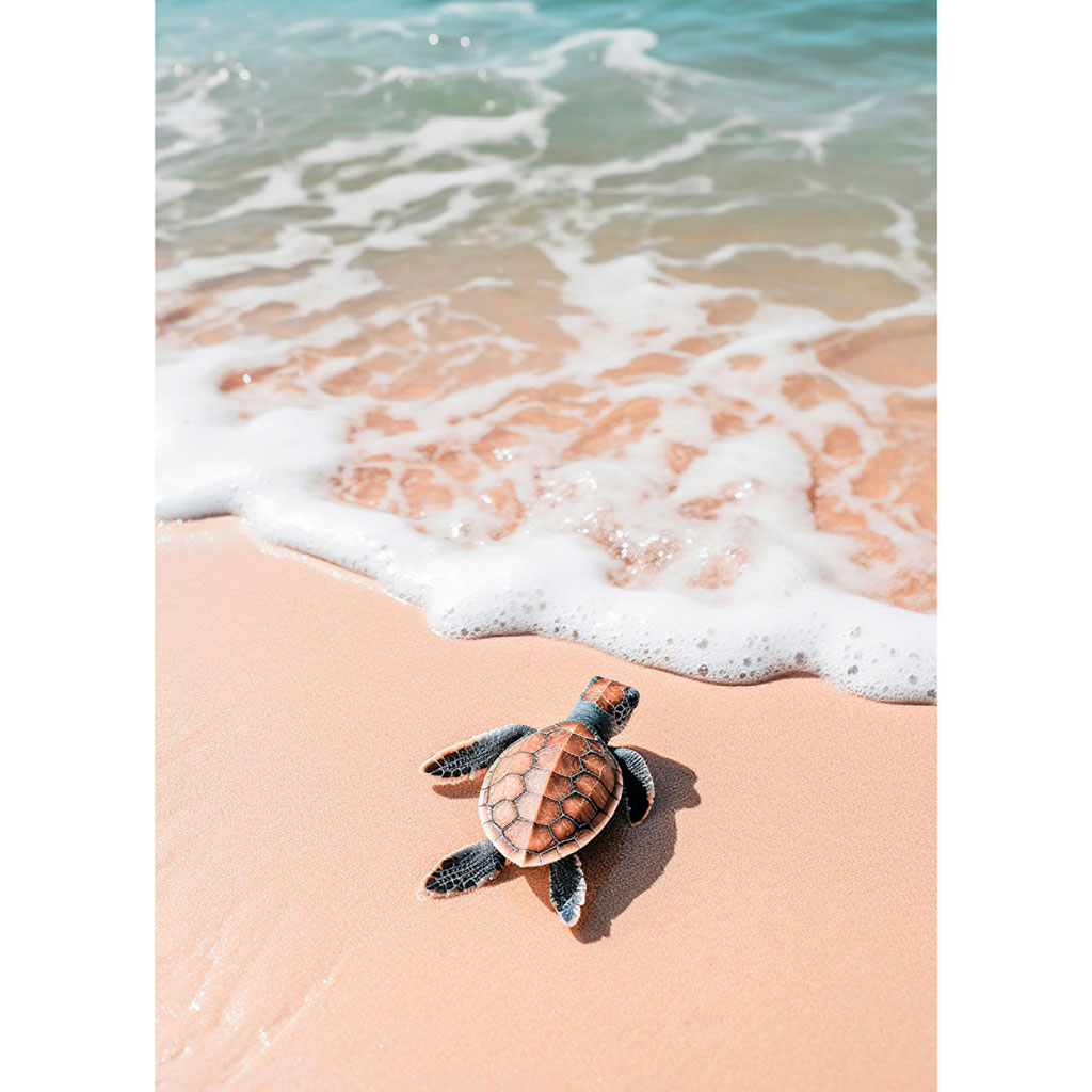 Affiche déco tortue 21x29.7cm