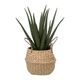 Aloe artificielle en panier naturel D 24x H 37cm