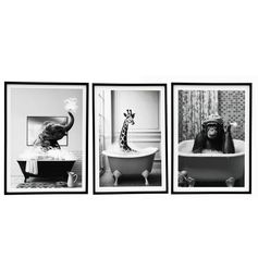 Cadre animaux bain noir et blanc 45x60cm