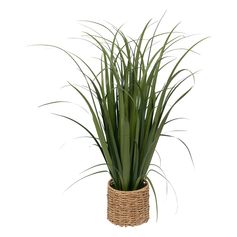 Herbe lin ZYA H 122cm