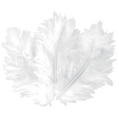 Lot de 50 plumes blanches