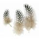 Lot de 50 plumes naturelles