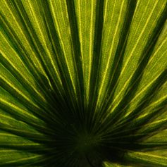 Palmier artificiel multi-troncs H 180cm