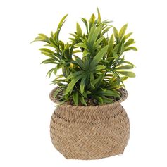 Plante artificielle et pot en osier 12.5x20cm