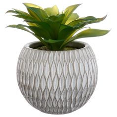 Plante grasse et pot ciment H 17cm