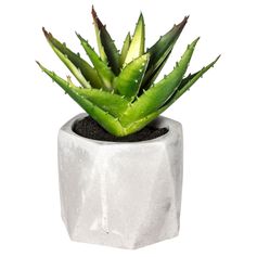 Plante grasse pot ciment 7x14cm