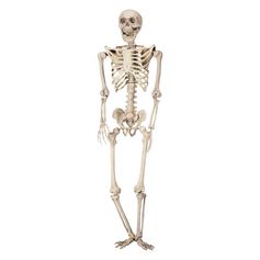 Squelette articulé à suspendre halloween crème 42x165x17cm