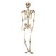 Squelette articulé à suspendre halloween crème 42x165x17cm