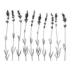 Sticker adhésif mural lavande 36x29cm