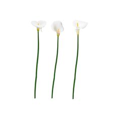 Sticker mural déco aromes 20x70cm