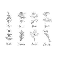 Stickers adhésif mural aromates 61x45cm