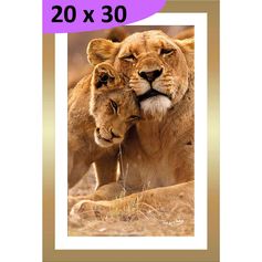Tableau photo LION cadre bois 20x30cm