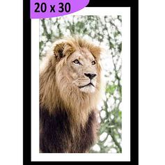 Tableau photo LION cadre noir 20x30cm