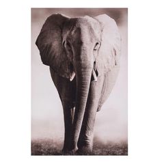 Toile imprimée animaux 75x115cm