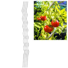 Tuteur à tomate spirale acier H 180cm