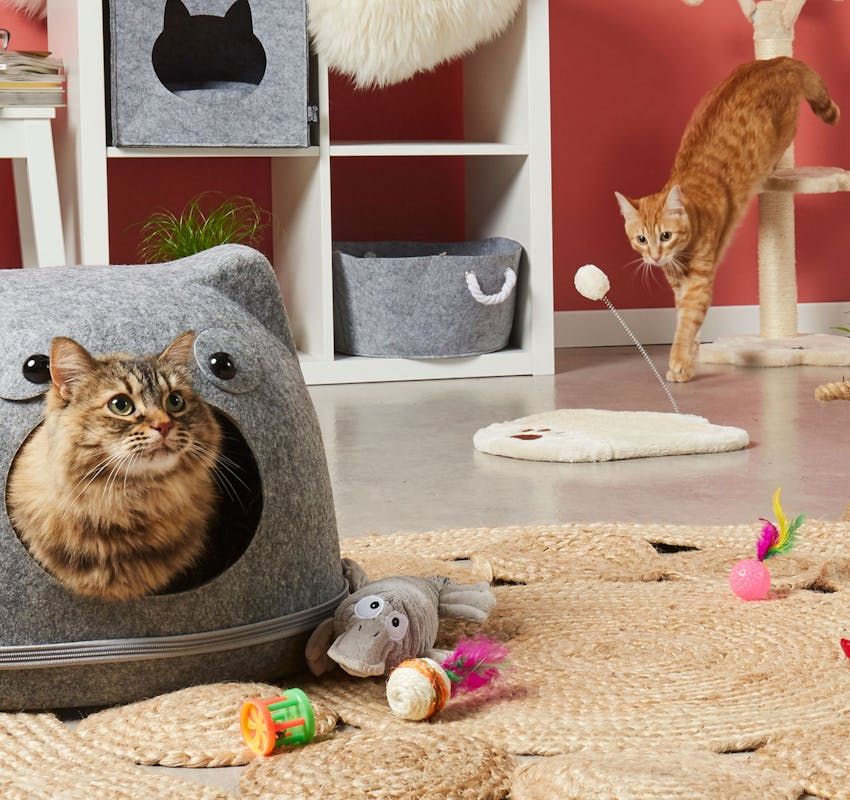 Ensemble de jouets et accessoires pour chat/chien